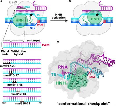 Spontaneous Embedding of DNA Mismatches Within the RNA:DNA Hybrid of CRISPR-Cas9